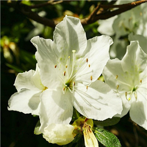 Azalea Japonica White